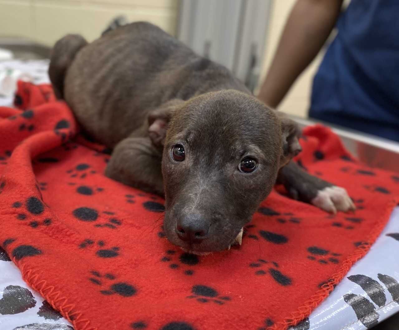 PETA - ID#A017029, rescue only